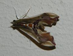 Agathodes musivalis
