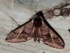 Clanidopsis exusta