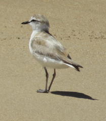 Charadrius marginatus arenaceus