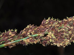 Machaerina teretifolia