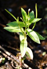 Epilobium lactiflorum