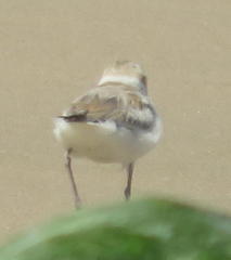 Charadrius marginatus arenaceus