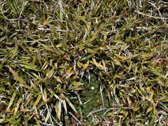Astelia linearis