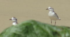 Charadrius marginatus arenaceus