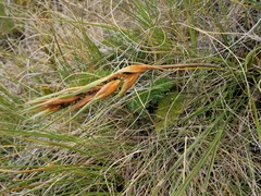 Aciphylla lyallii