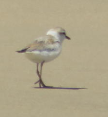 Charadrius marginatus arenaceus