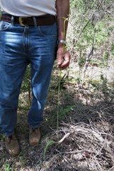 Caladenia paludosa