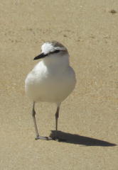 Charadrius marginatus arenaceus