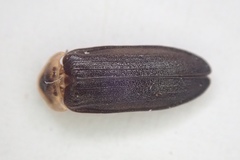 Atyphella scintillans