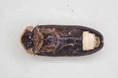 Atyphella scintillans