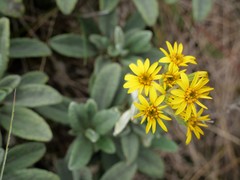 Brachyglottis revoluta