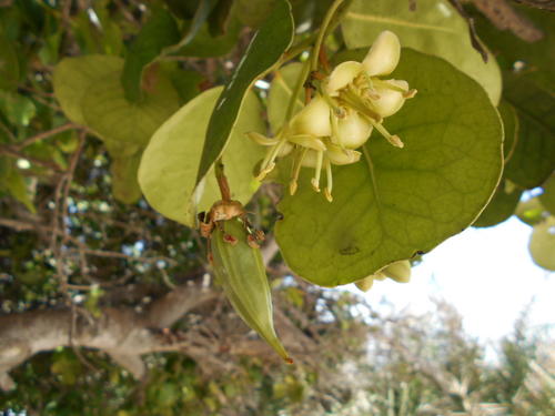 Brexia madagascariensis (Brexia madagascariensis)
