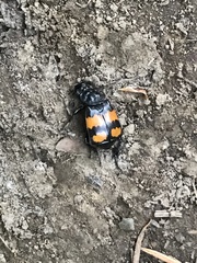 Nicrophorus defodiens