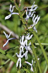 Cyphia volubilis volubilis