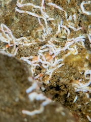 Salmacina tribranchiata