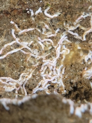 Salmacina tribranchiata