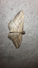 Costaconvexa