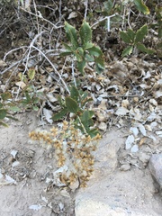 Spinoliva ilicifolia
