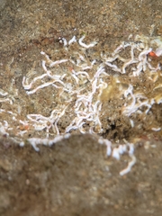 Salmacina tribranchiata