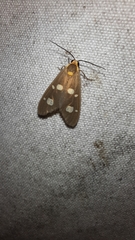 Dysauxes famula