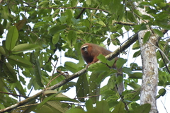 Plecturocebus discolor