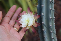 Cactaceae