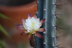Cactaceae