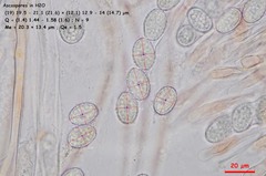 Scutellinia olivascens
