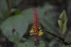 Palicourea subspicata