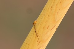 Thomisidae
