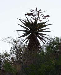 Aloe marlothii marlothii