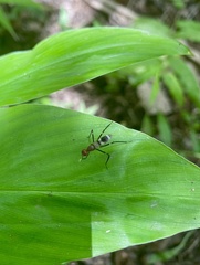 Taeniaptera angulata