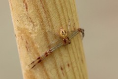 Thomisidae