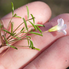 Oxalis pusilla