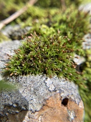 Ptychomitrium australe