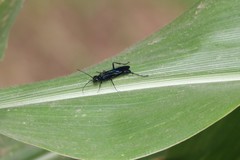 Chalybion