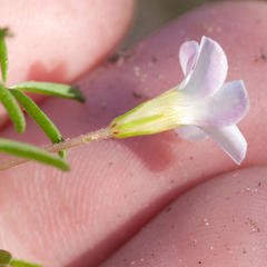 Oxalis pusilla