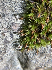 Ptychomitrium australe