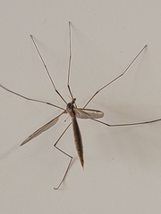 Tipula