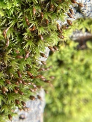 Ptychomitrium australe