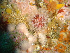 Alcyonium variabile