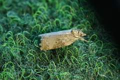 Nycteola asiatica
