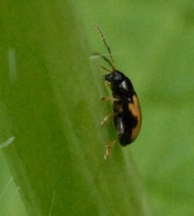 Phyllotreta ochripes