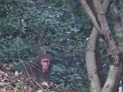 Macaca fuscata