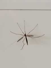 Tipula