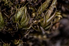 Dicranum groenlandicum
