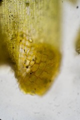 Dicranum groenlandicum