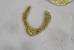 Dicranum groenlandicum