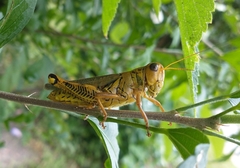 Melanoplus differentialis