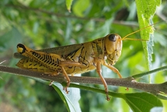 Melanoplus differentialis